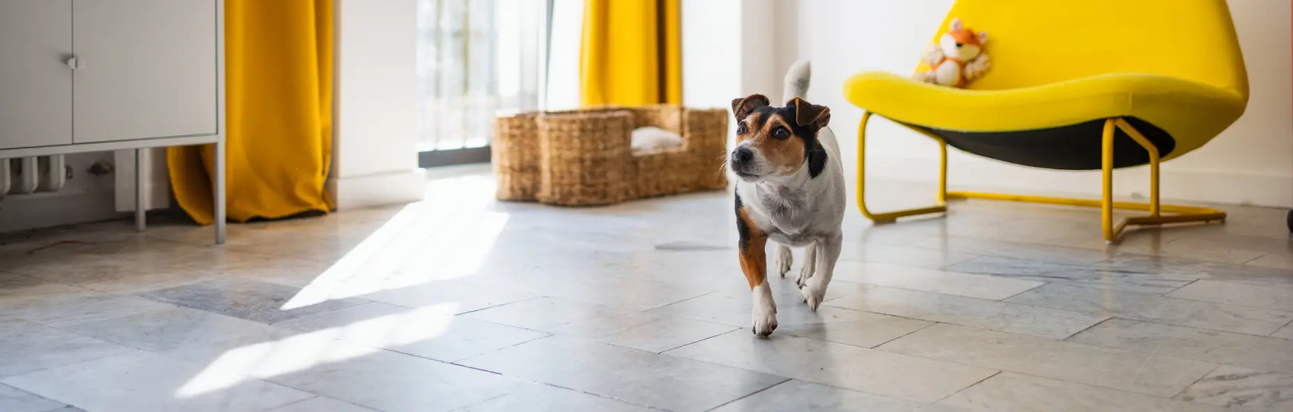Pièce de vie lumineuse avec rideaux et fauteuil jaunes, un chien au premier plan